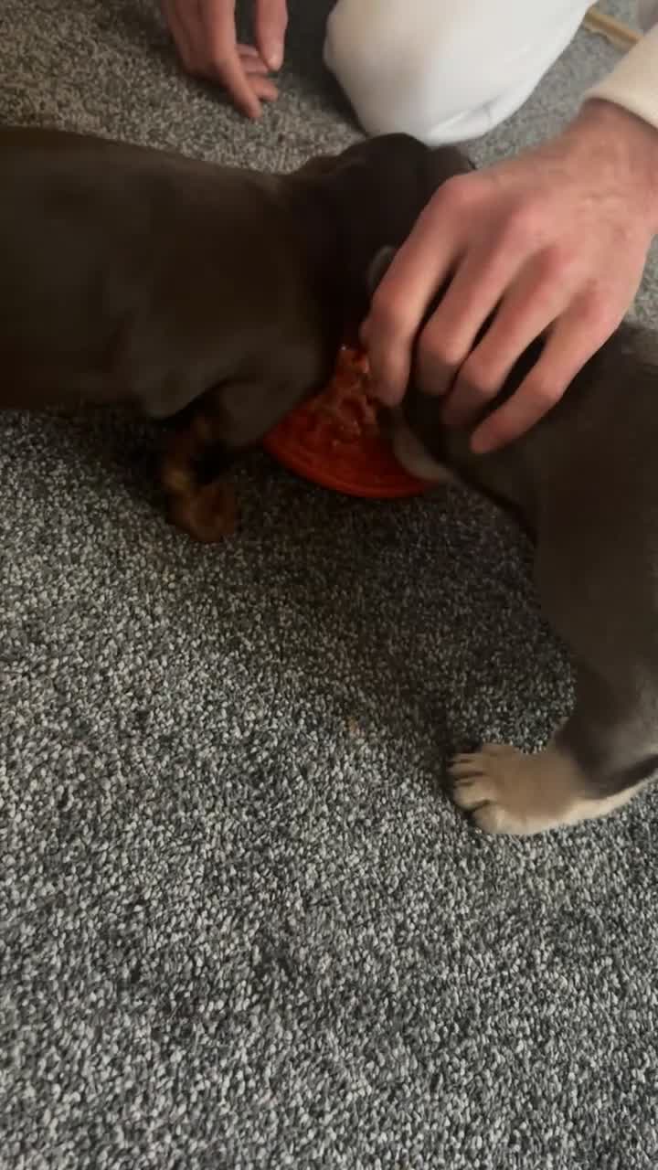 Miniature Dachshund dogs for sale: Miniature dachshund  - Video 3