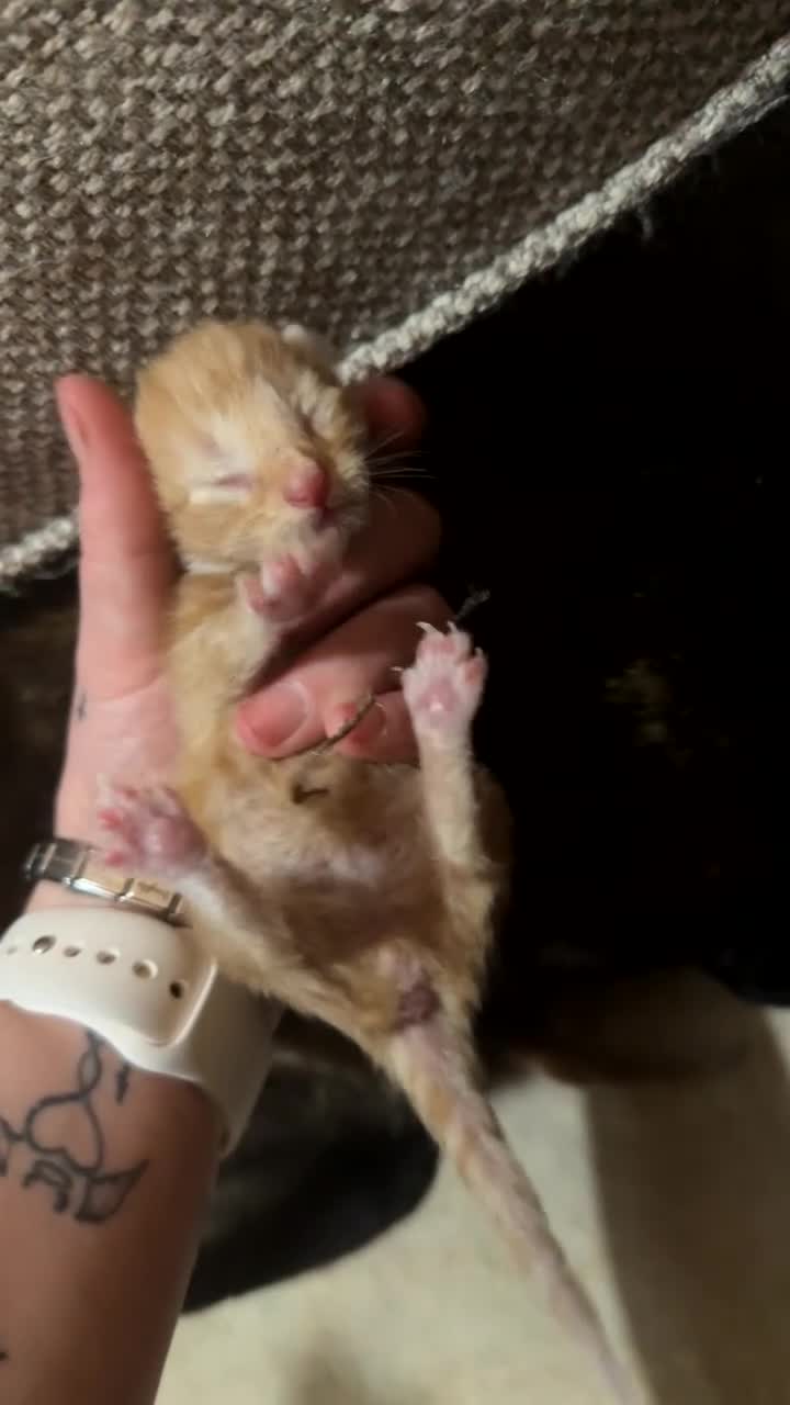 Mixed Breed cats for sale: Newborn kittens for sale - Video 2