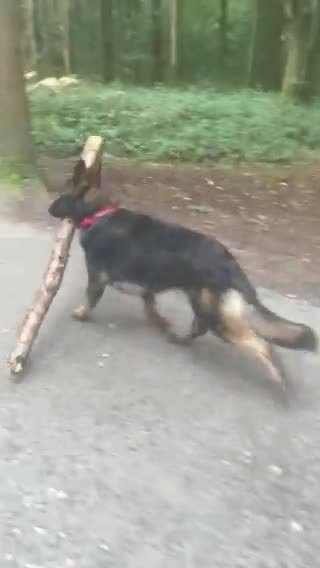 German Shepherd dogs for stud: Gorgeous German Shepherd For Stud in Kidderminster - Video 1