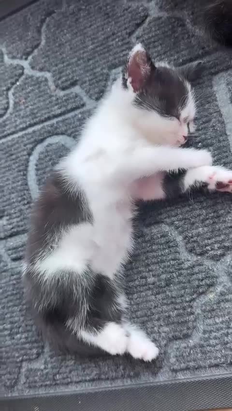 Mixed Breed cats for sale: LAST MALE KITTEN REMAINING - Video 2