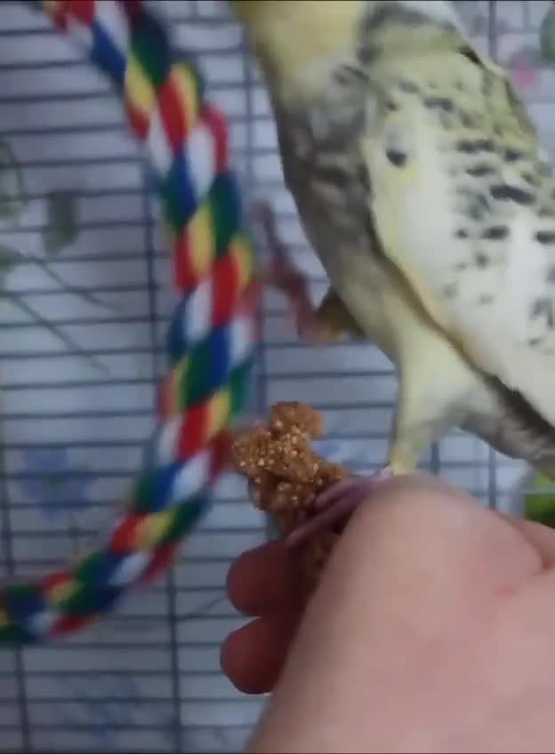 Cockatiels birds for sale: DNA tested female baby hand-reared cockatiels - Video 1