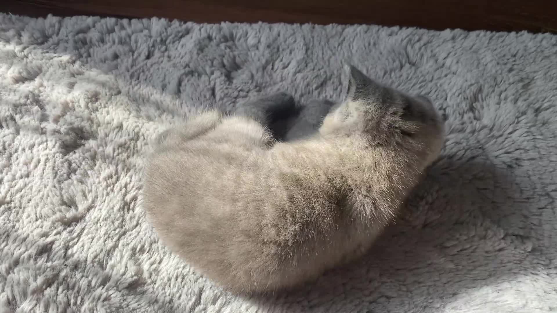 British Shorthair cats for sale: BSH kitten ready to leave 15th October  - Video 1