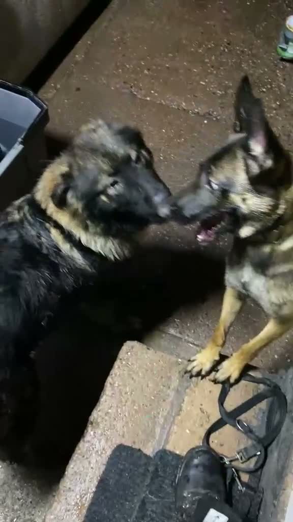 Caucasian Shepherd Dog dogs for sale: Caucasian shepherd puppies  - Video 1