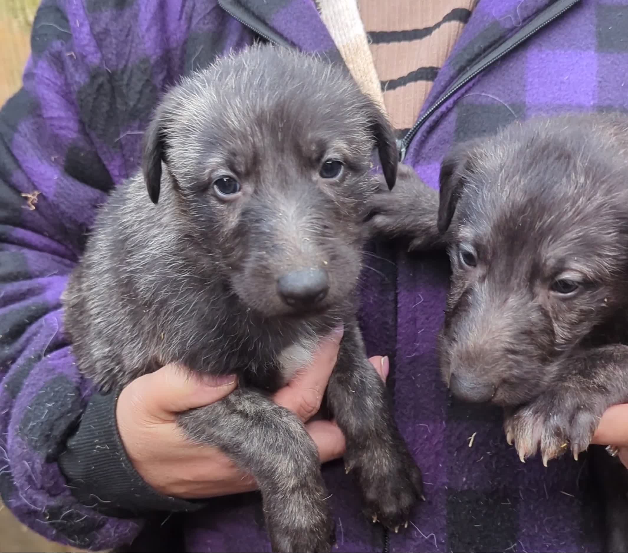 Deerhound dogs for sale: Scottish Deerhound Puppies  - Video 1