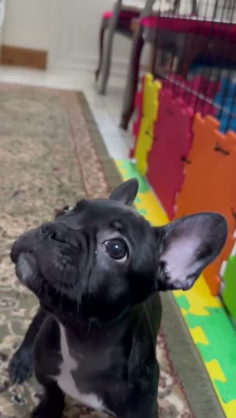 French Bulldog dogs for sale: 4 Beautiful French Buldog Puppies - Video 1