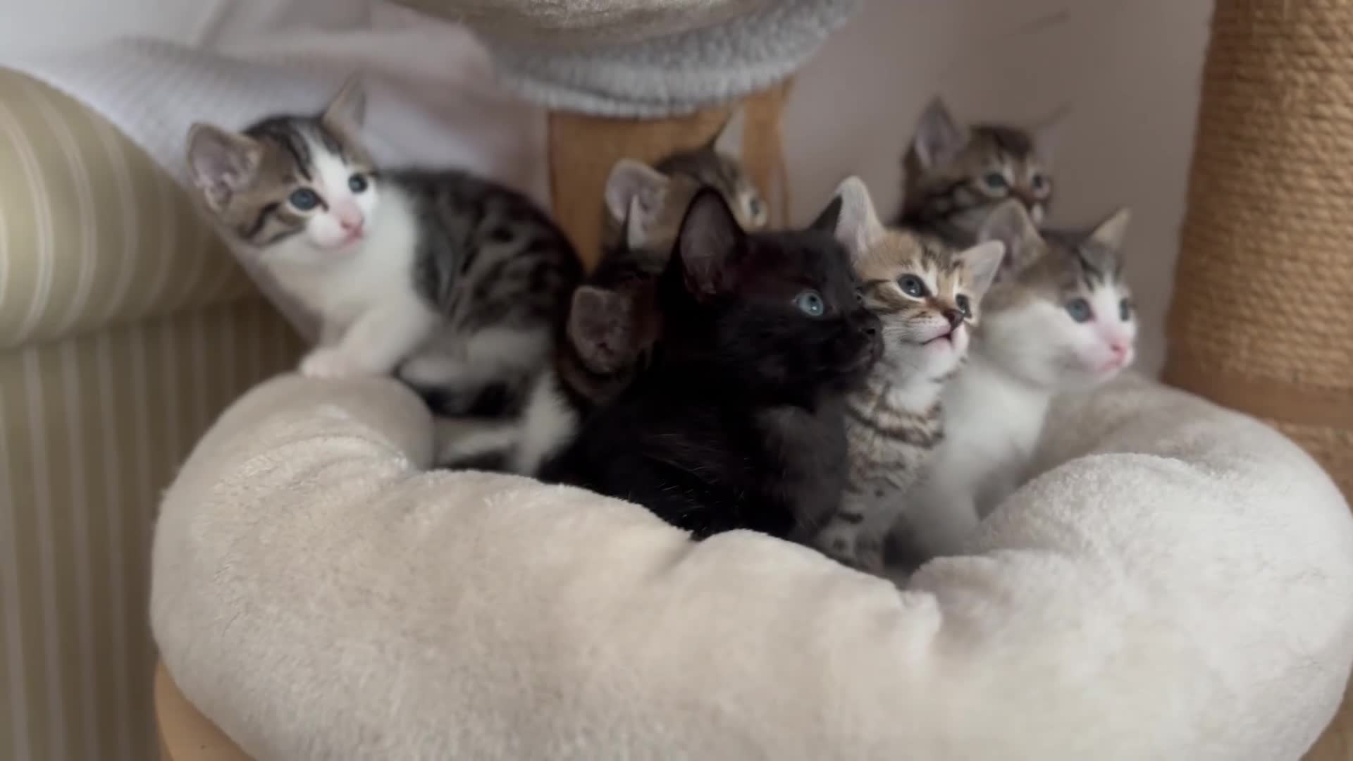 Ragdoll cats for sale: 🐾 Exceptional Ragdoll × Bengal Kittens 🐾 - Video 4