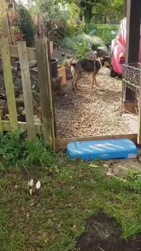 Mixed Breed dogs for adoption: 🌟 Special Home Needed for a Very Special Girl 🌟 in Pulborough - Video 4