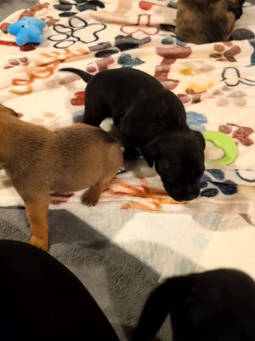 Mixed Breed dogs for sale: Staff cross pups - Video 1