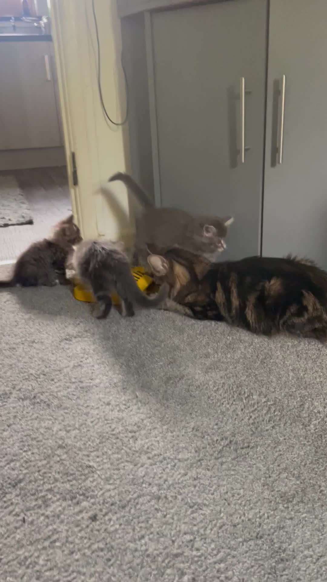 Maine Coon cats for sale: MAINE COON  - Video 2