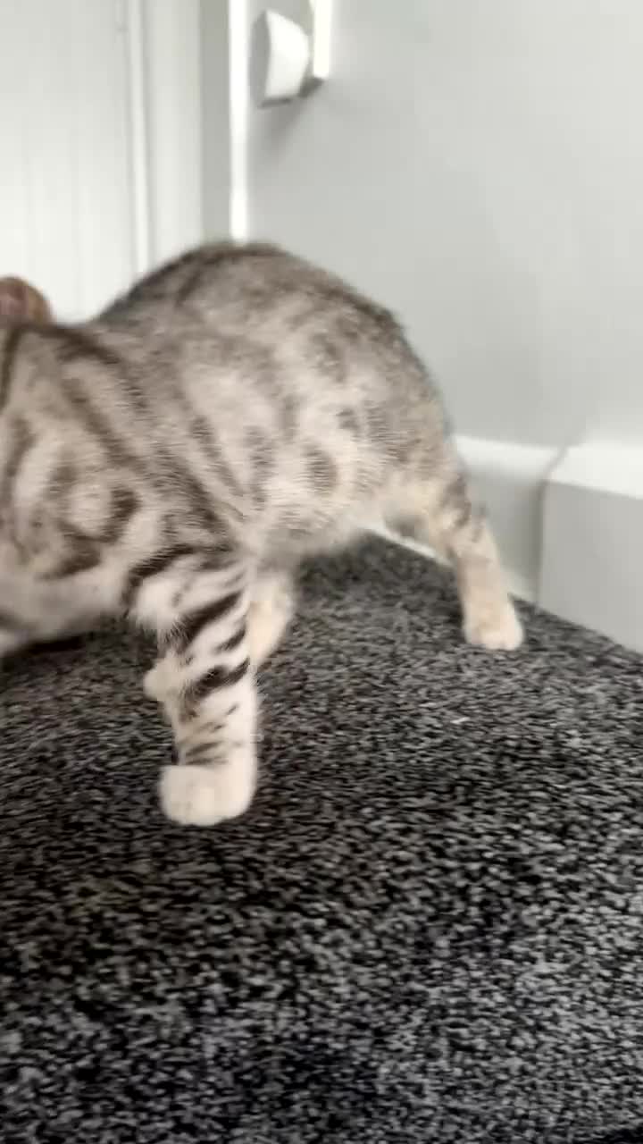 Mixed Breed cats for sale: Last female kitten  in Bournemouth - Video 1