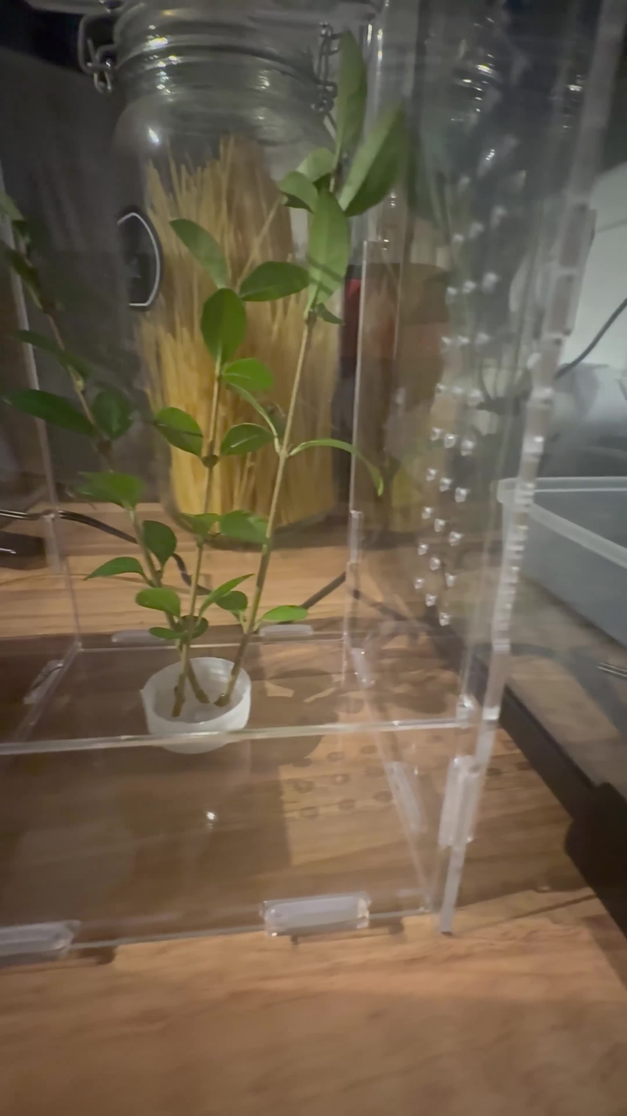 Stick Insects invertebrates for sale: Indian stick insect baby’s  - Video 1