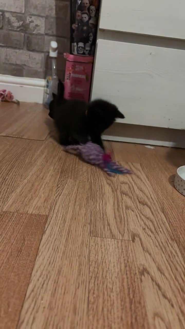 British Longhair cats for sale: British longhair cross ragdoll kittens for sale! - Video 4