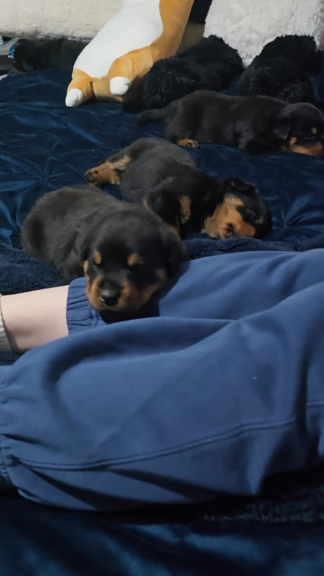 Rottweiler dogs for sale: Kc reg stunning rottweiler puppies - Video 1