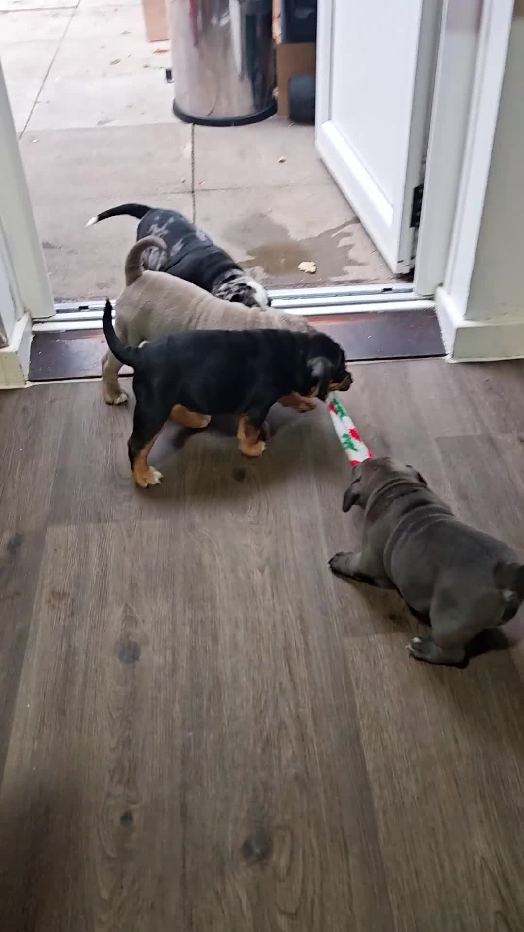 Olde English Bulldogge dogs for sale: Olde Tyme bulldogs puppies  - Video 1