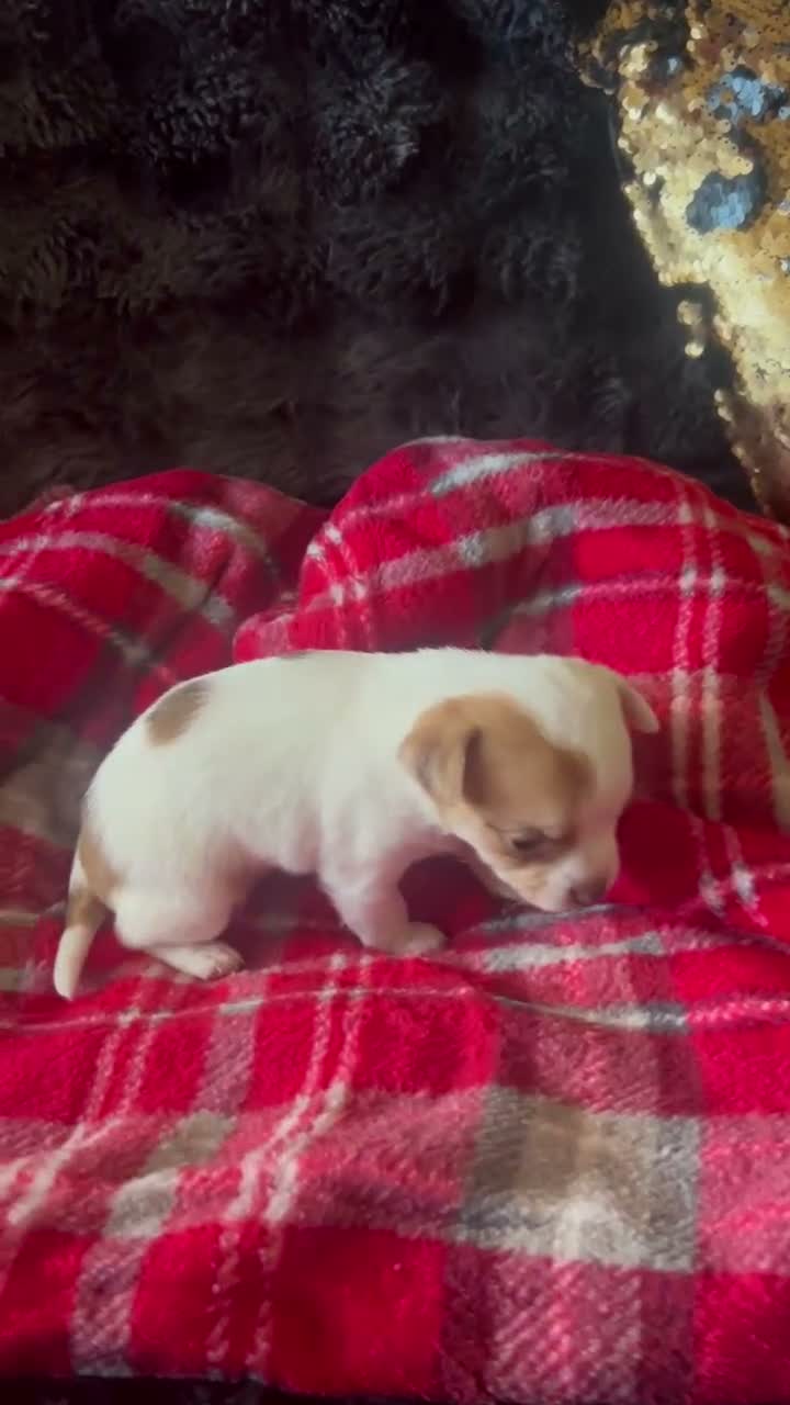 Chihuahua dogs for sale: Chihuahua Puppy Boy🤍🤎 - Video 1