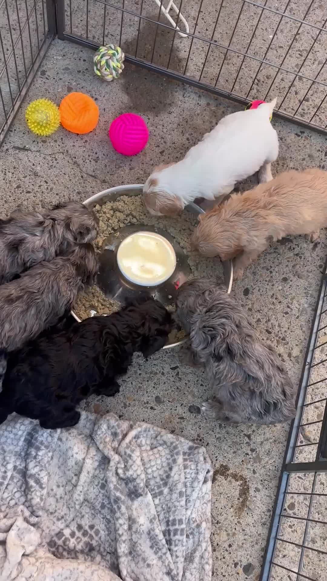 Cavapoo dogs for sale: Caverpoo - Video 1