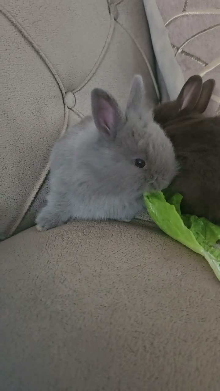 Mixed Breed rabbits for sale: They are lion head and Dutch mix 🥰 - Video 3