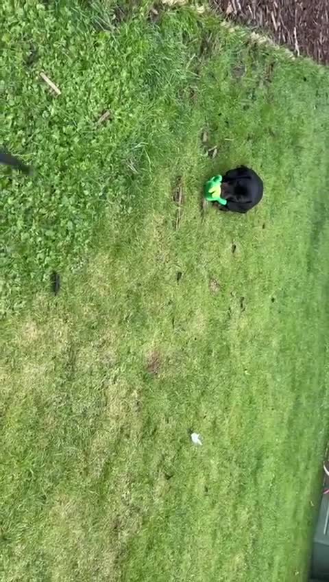 Miniature Dachshund dogs for sale: 🐾Ready to go!!! Reduced KC, Puppies.🐾 - Video 4