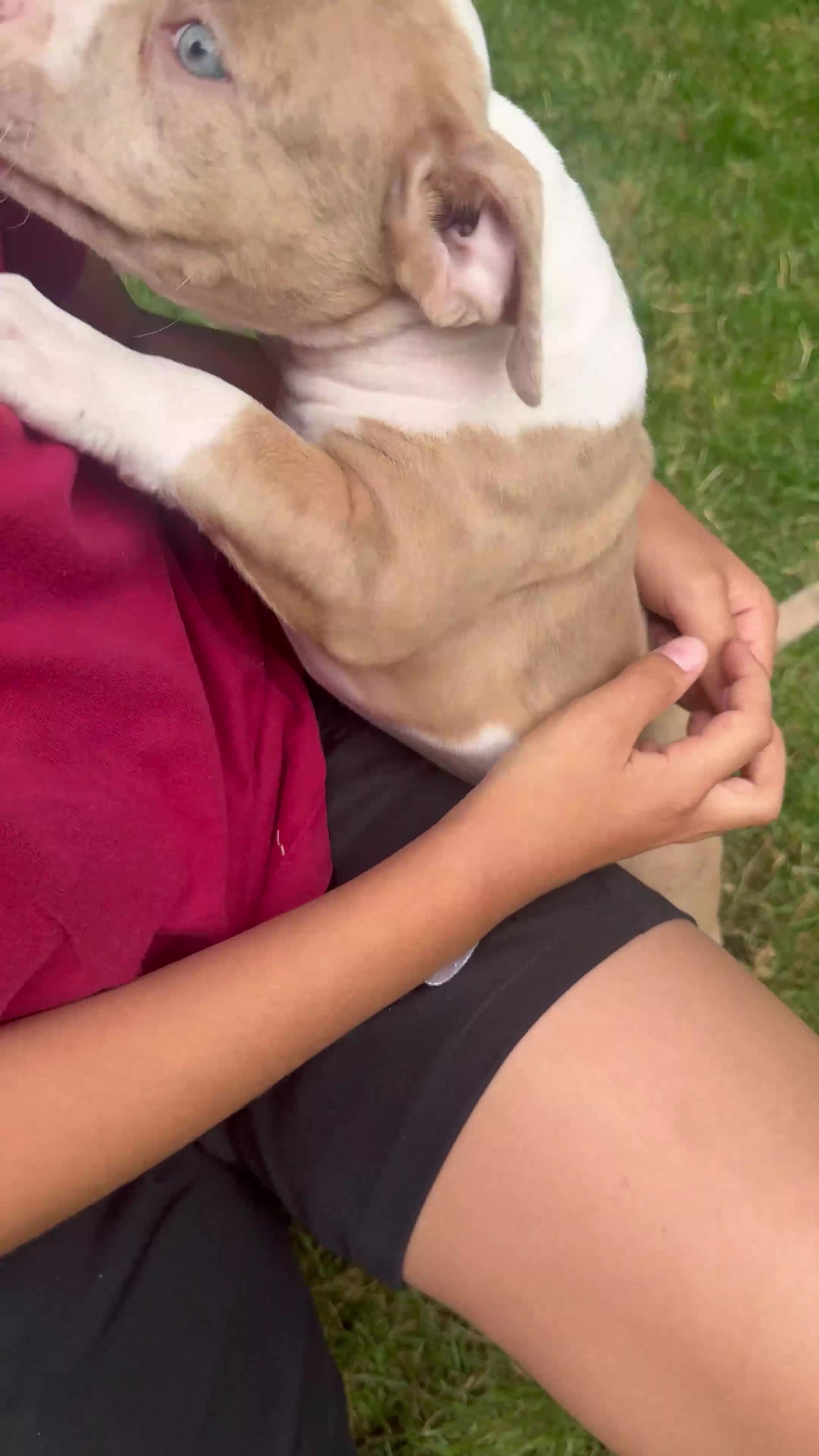 American Bully dogs for sale: American Bully Pocket Female – My First Pick 🐾 - Video 2