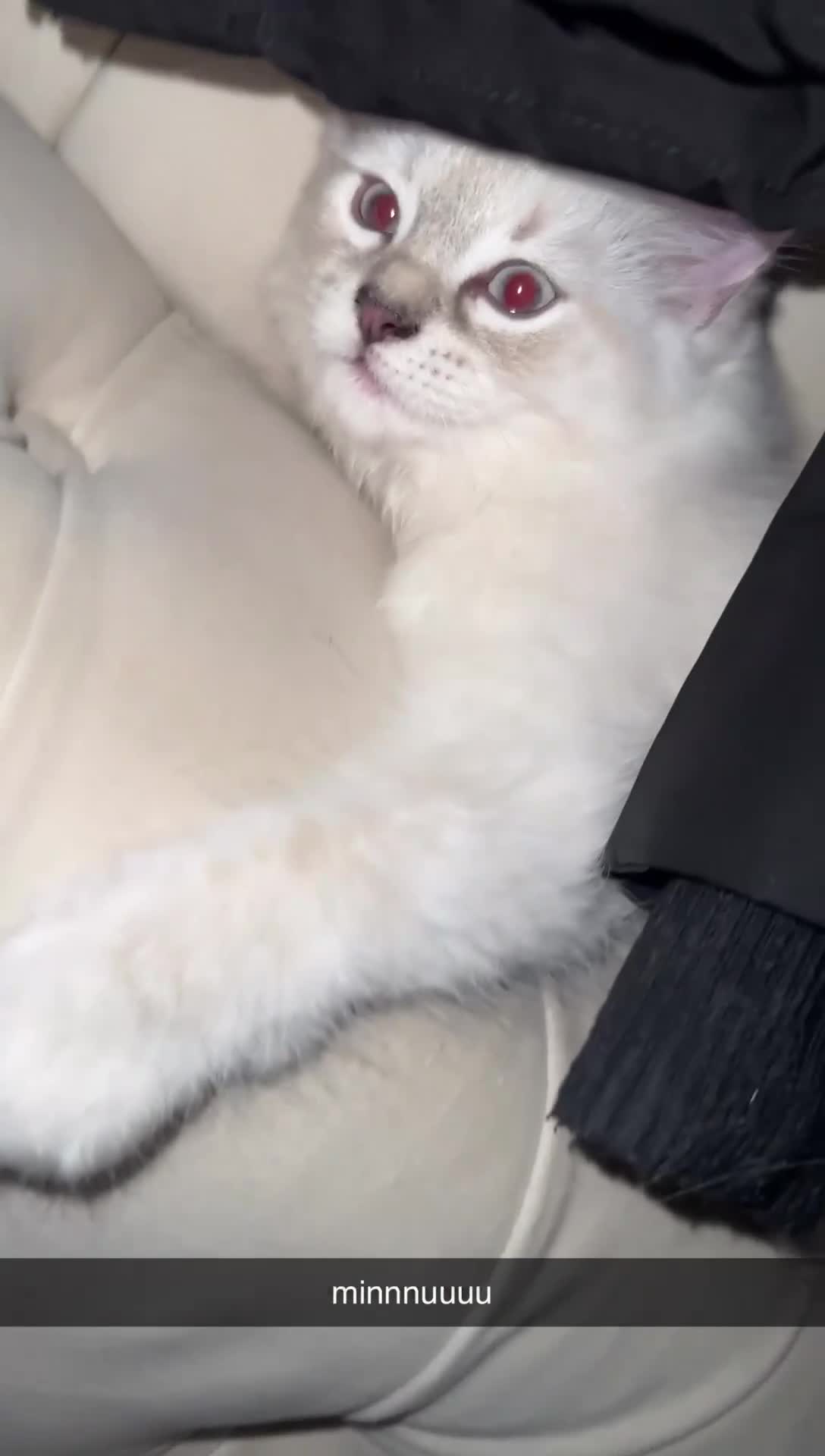 Ragdoll cats for sale: beautiful ragdoll babies for sale - Video 3