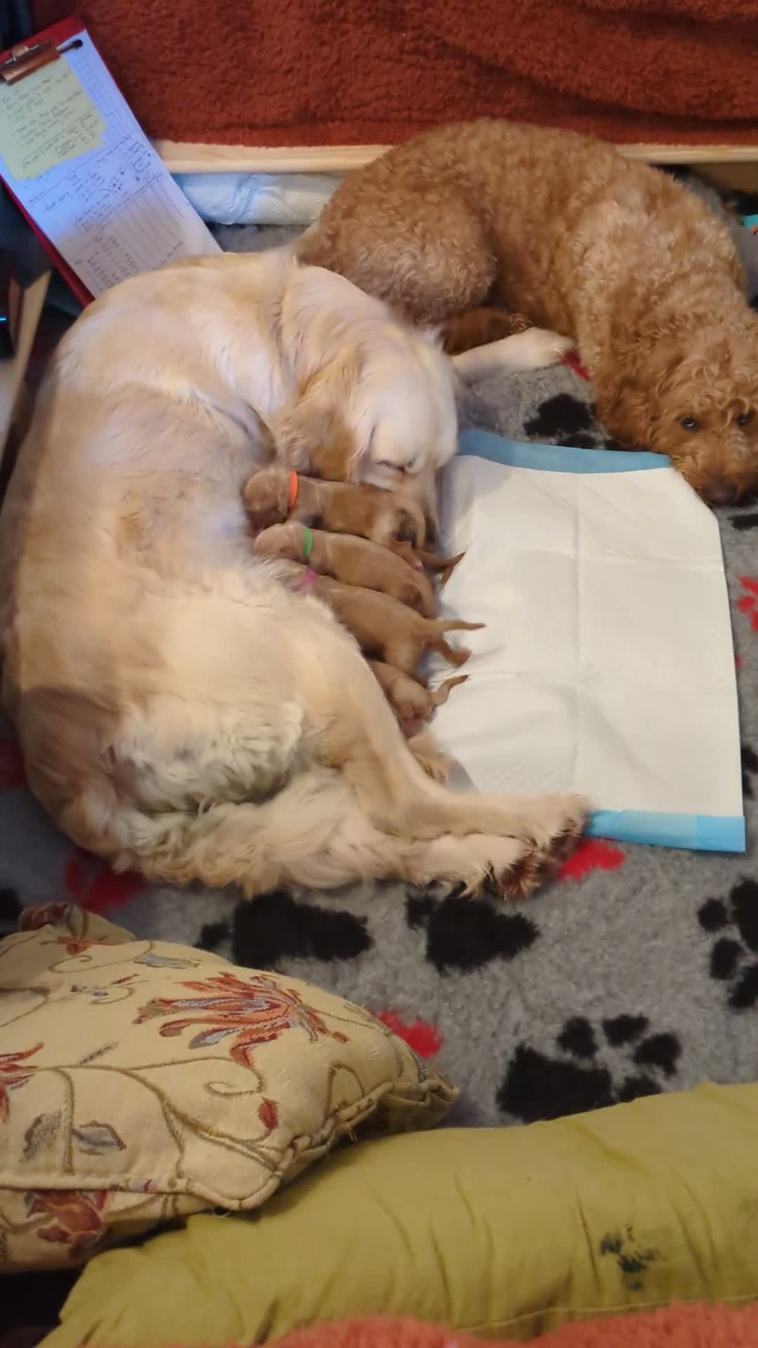 Mini Goldendoodle dogs for sale: Stunning Goldendoodles  in Ashton-under-Lyne - Video 1