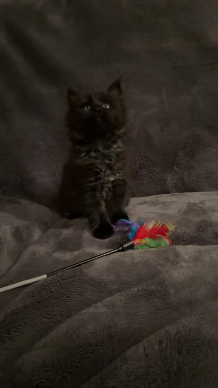 Maine Coon cats for sale: Ready Now TICA Registered Maine Coon Kittens - Video 4