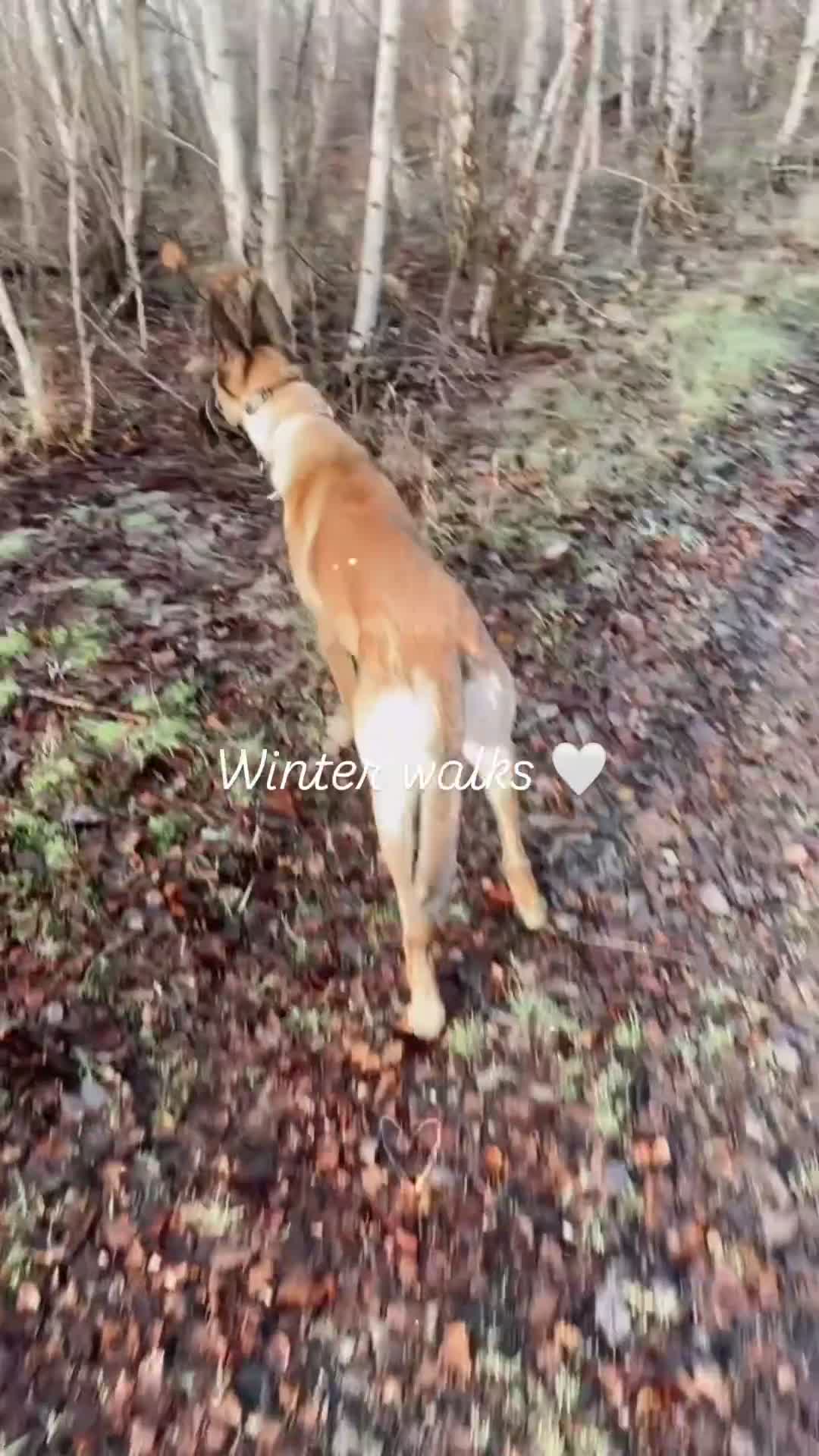 German Shepherd dogs for sale: Belgian Malinois - 1 1/2  - Video 1