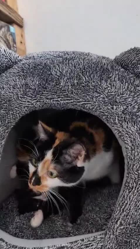 Mixed Breed cats for sale: Beautiful healthy kittens - ONLY 2 AVAILABLE 😍😍 - Video 5