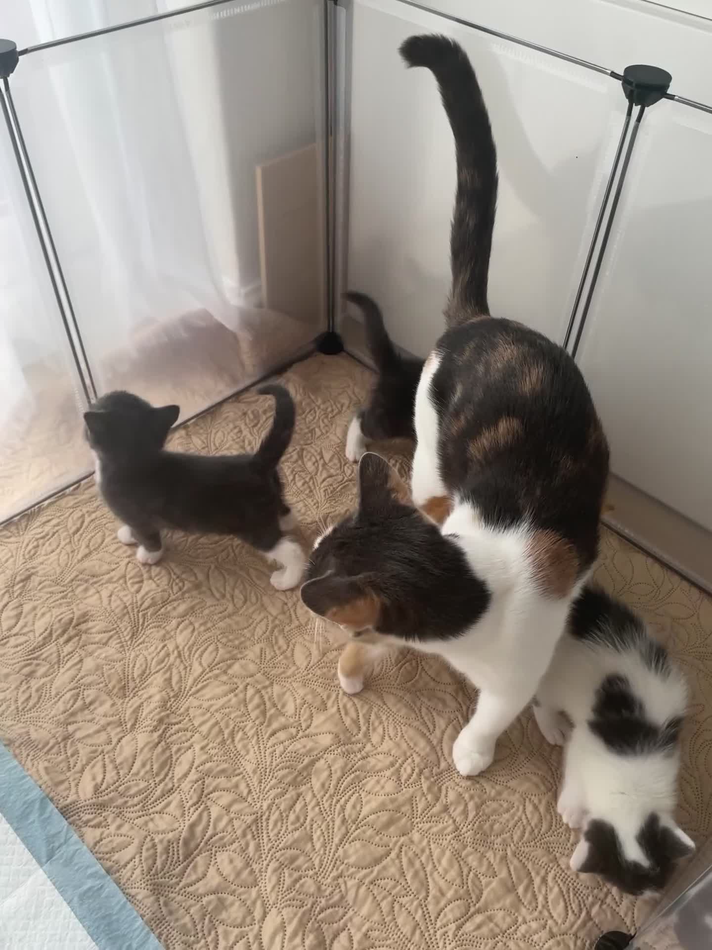 Mixed Breed cats for sale: Playful happy kittens - Video 1