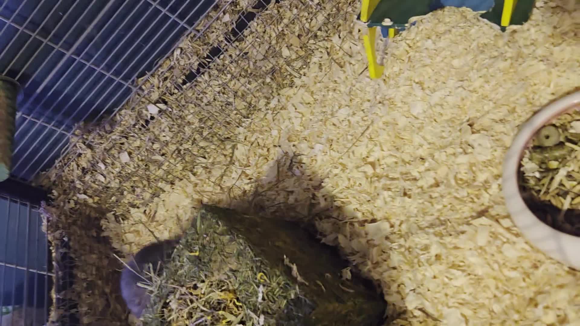 Degus rodents for sale: 2 x male degus - Video 1