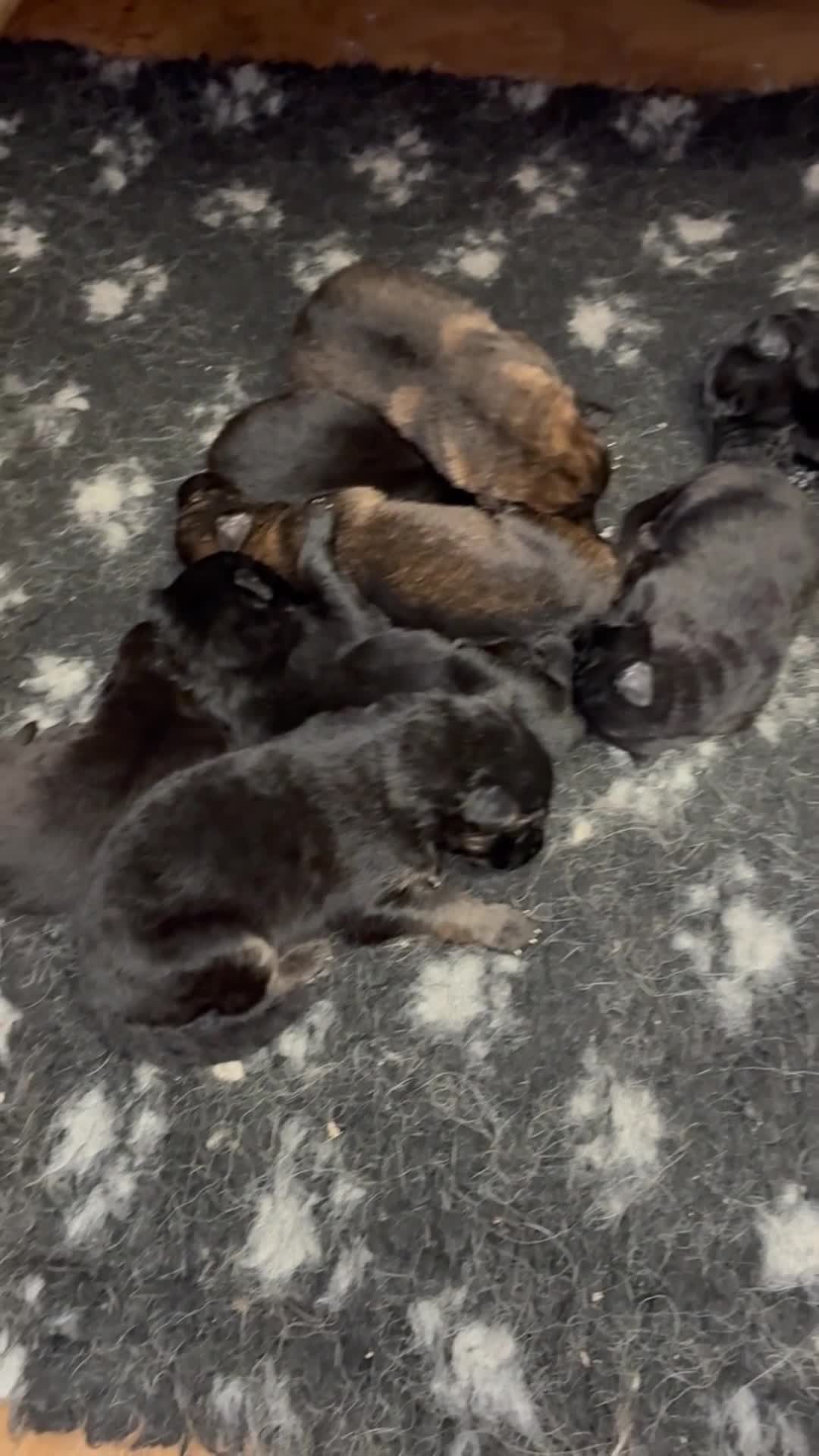 German Shepherd dogs for sale: Adorable German Shepherd Pups - Video 2