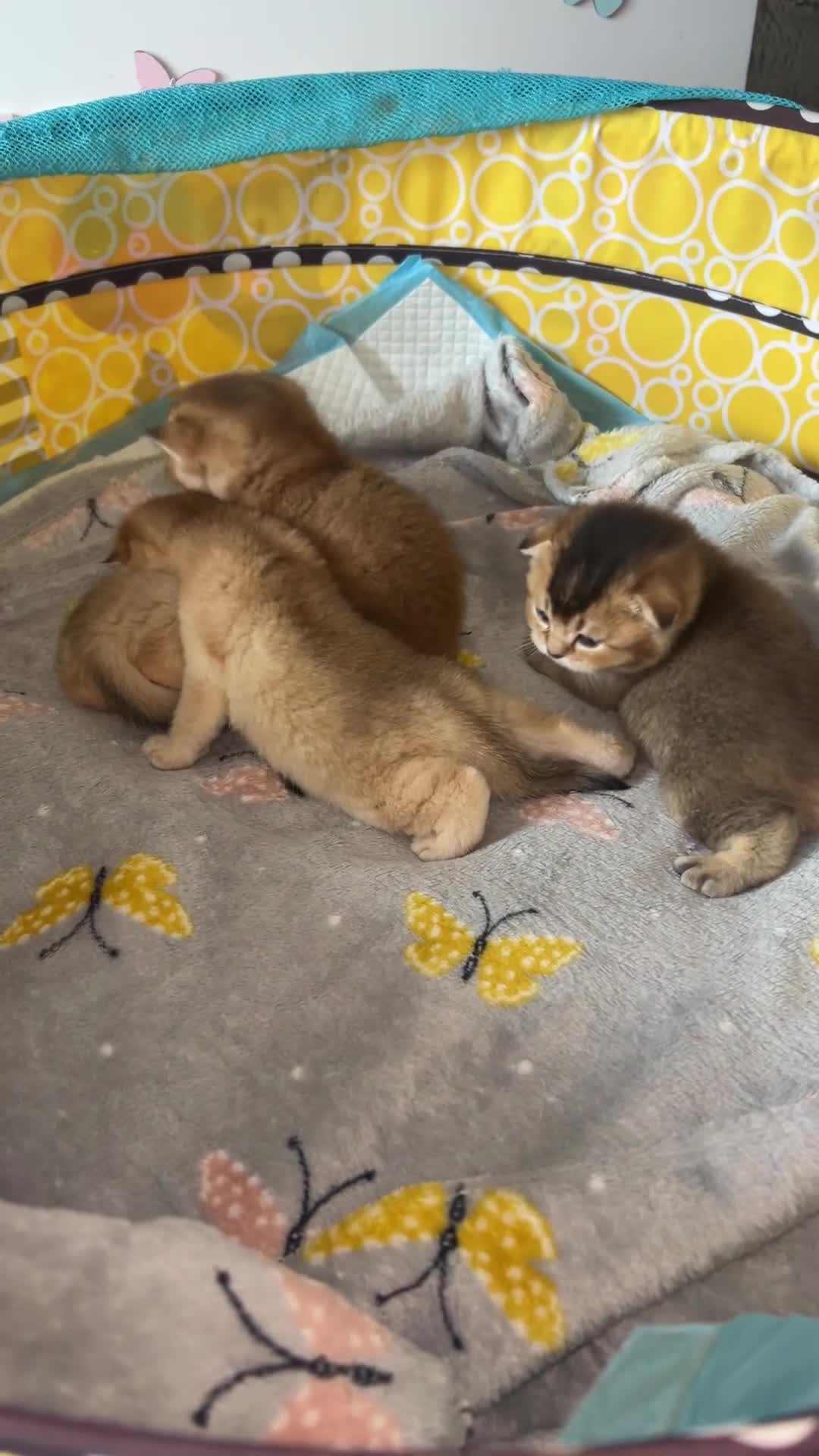 Scottish Fold cats for sale:  Tiny golden treasures for their forever homes! - Video 2