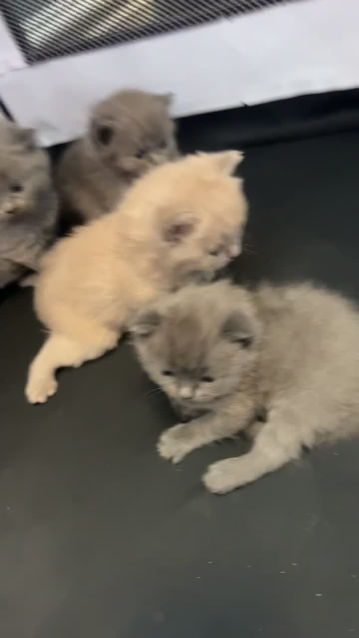 British Shorthair cats for sale: British shorthair kittens  - Video 3
