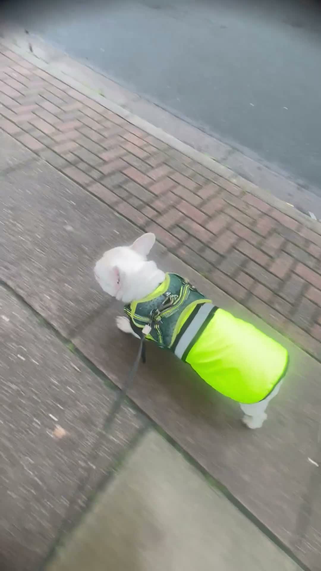 French Bulldog dogs for sale: BlueEyed Hugo 💙 in Grimsby - Video 1