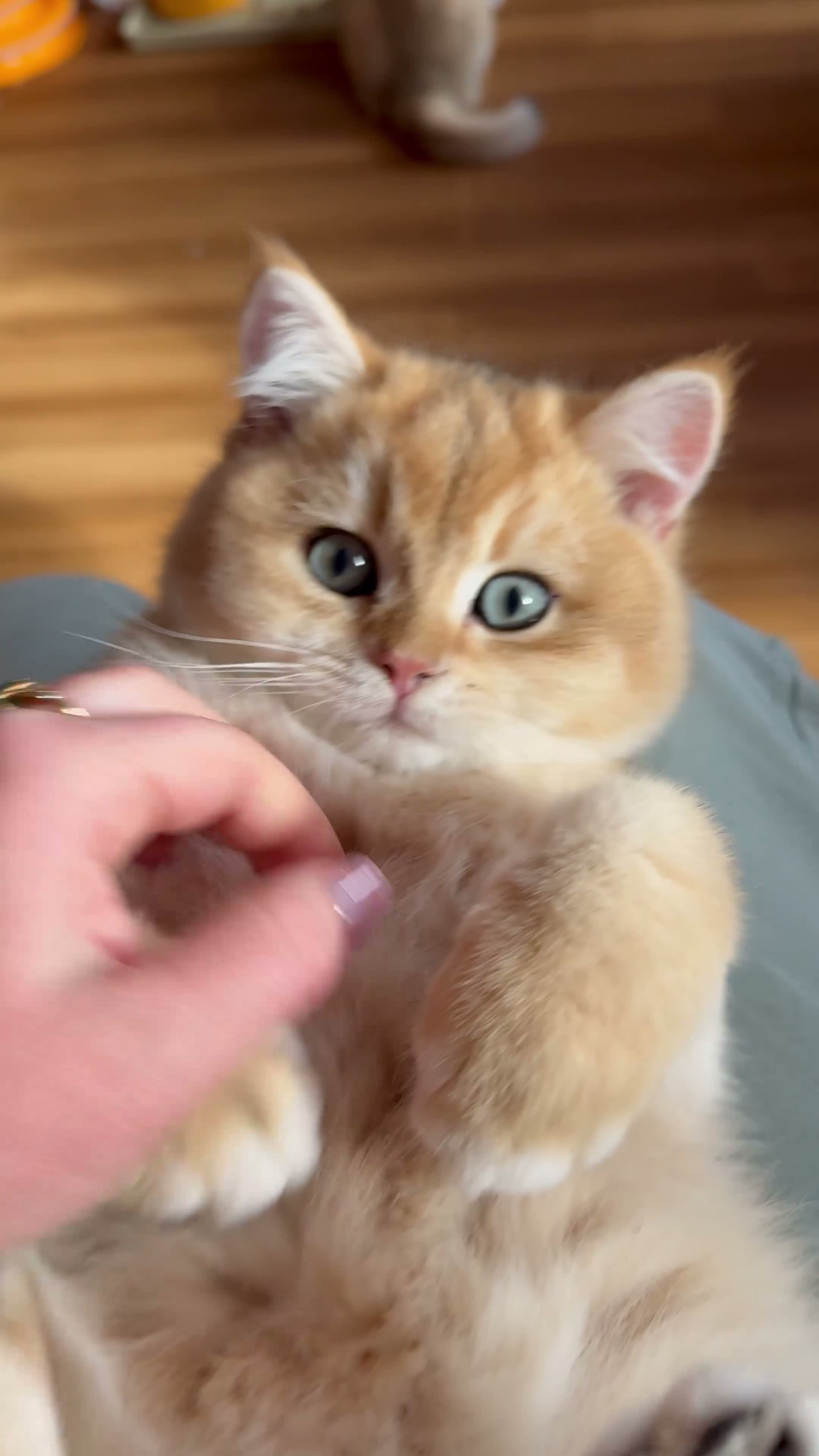 British Shorthair cats for sale: Ready Show quality golden chinchillas - Video 2