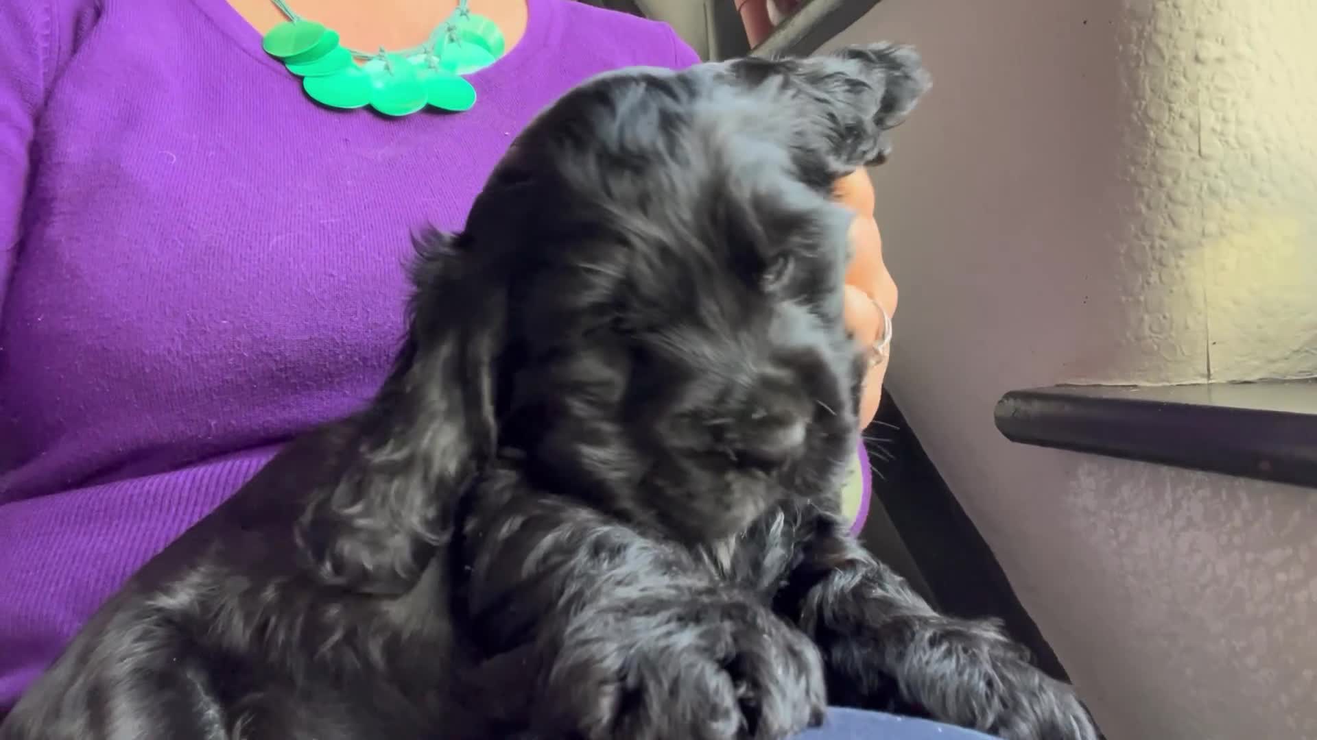 Cocker Spaniel dogs for sale: Super healthy KC Show Type from small litter - Video 3
