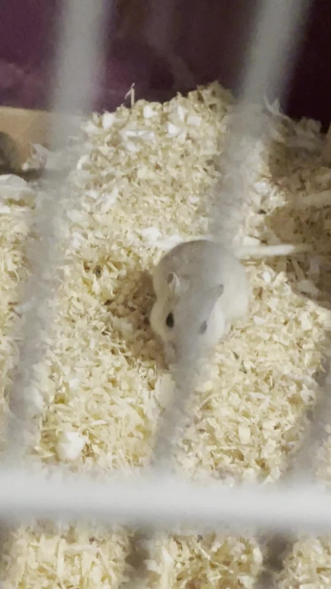 Gerbil rodents for sale: Two gerbils for sale - Video 2