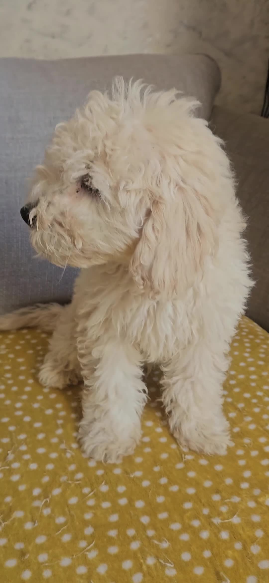 Mini Goldendoodle dogs for sale: Small F1B goldendoodle boys ✨️💙 - Video 5