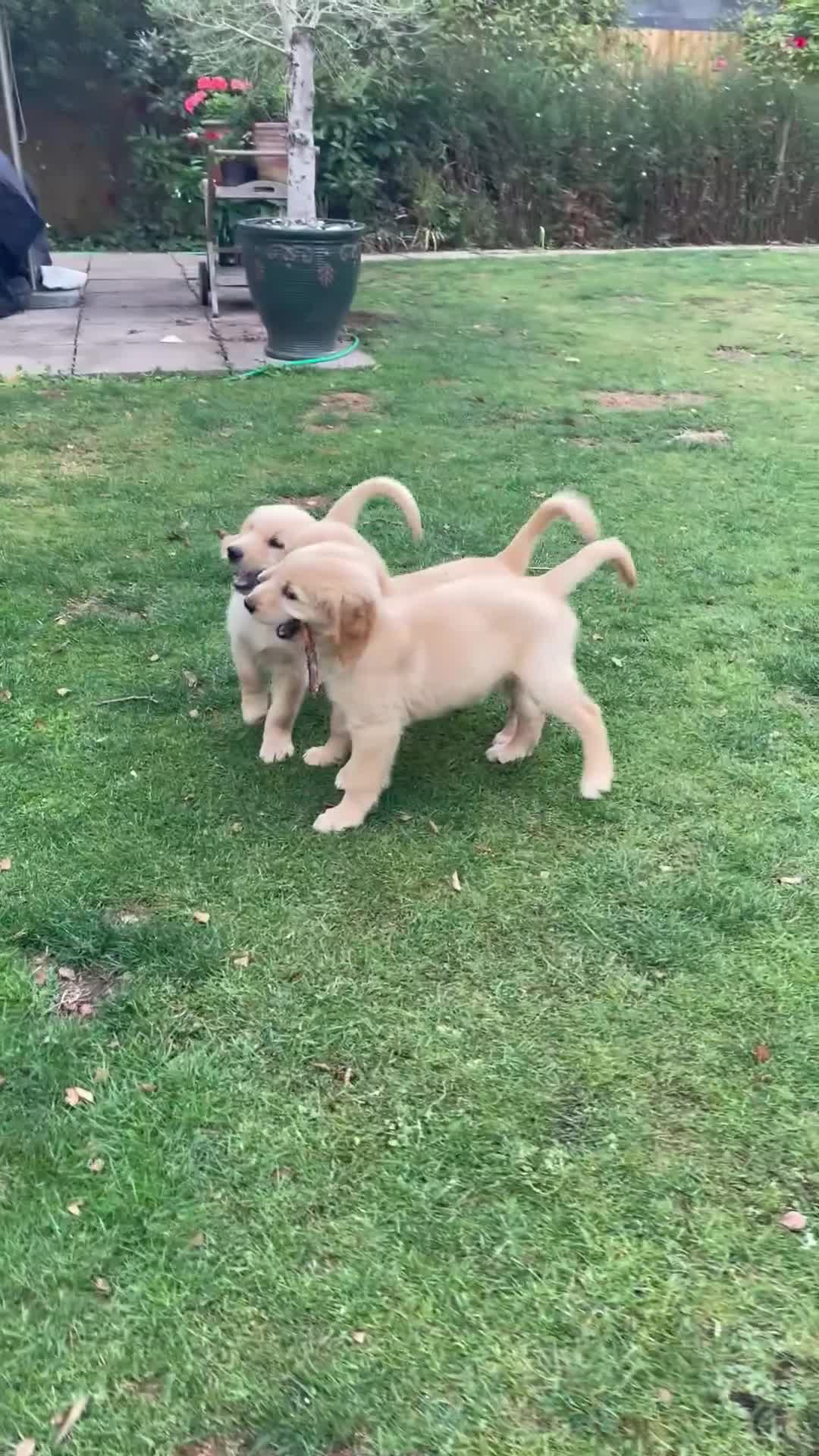 Golden Retriever dogs for sale: Golden Retriever Puppies – Family Raised - Video 2