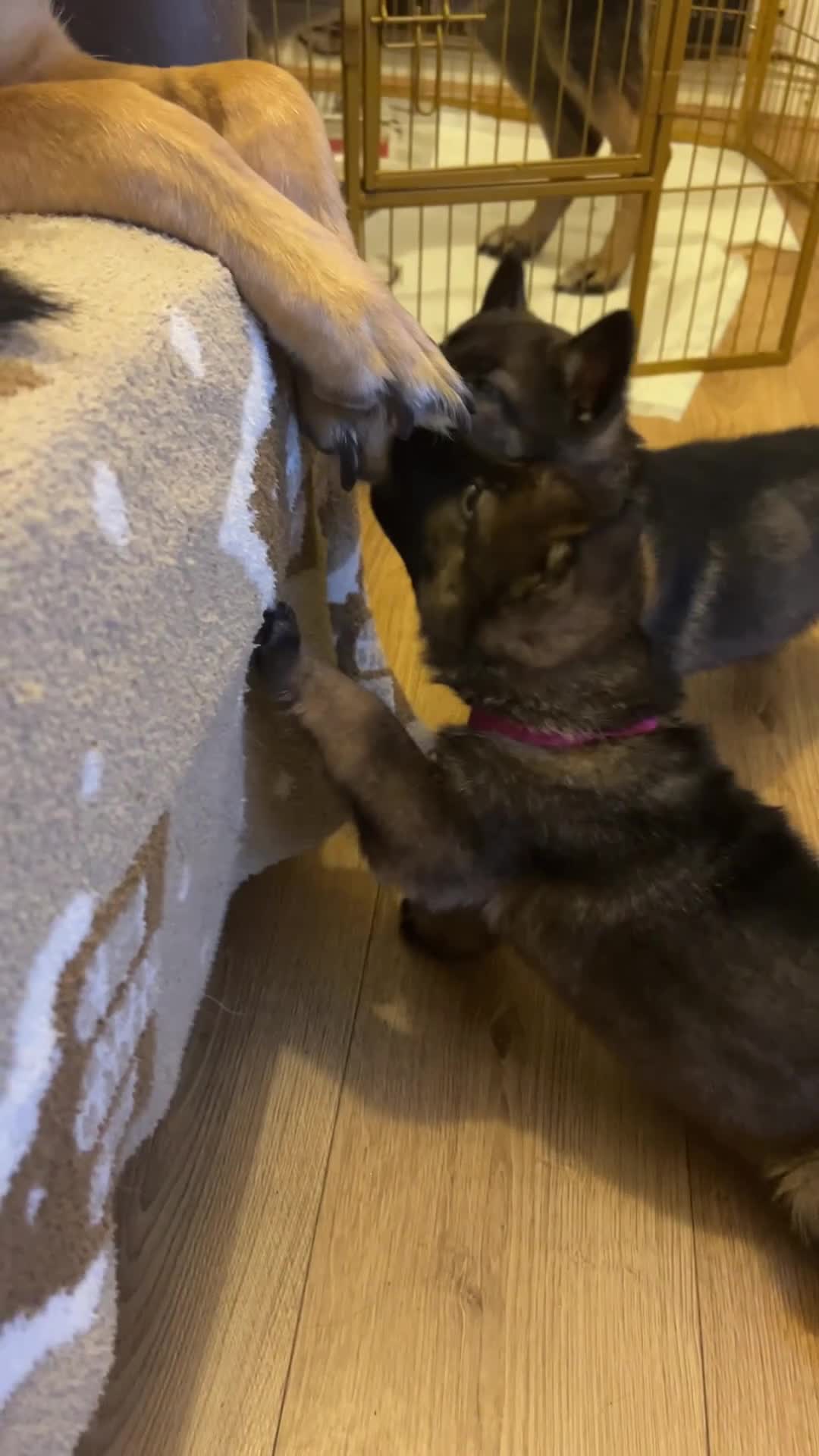 German Shepherd dogs for sale: Beautiful shepherd pups, ALL NOW RESERVED ☺️ - Video 5