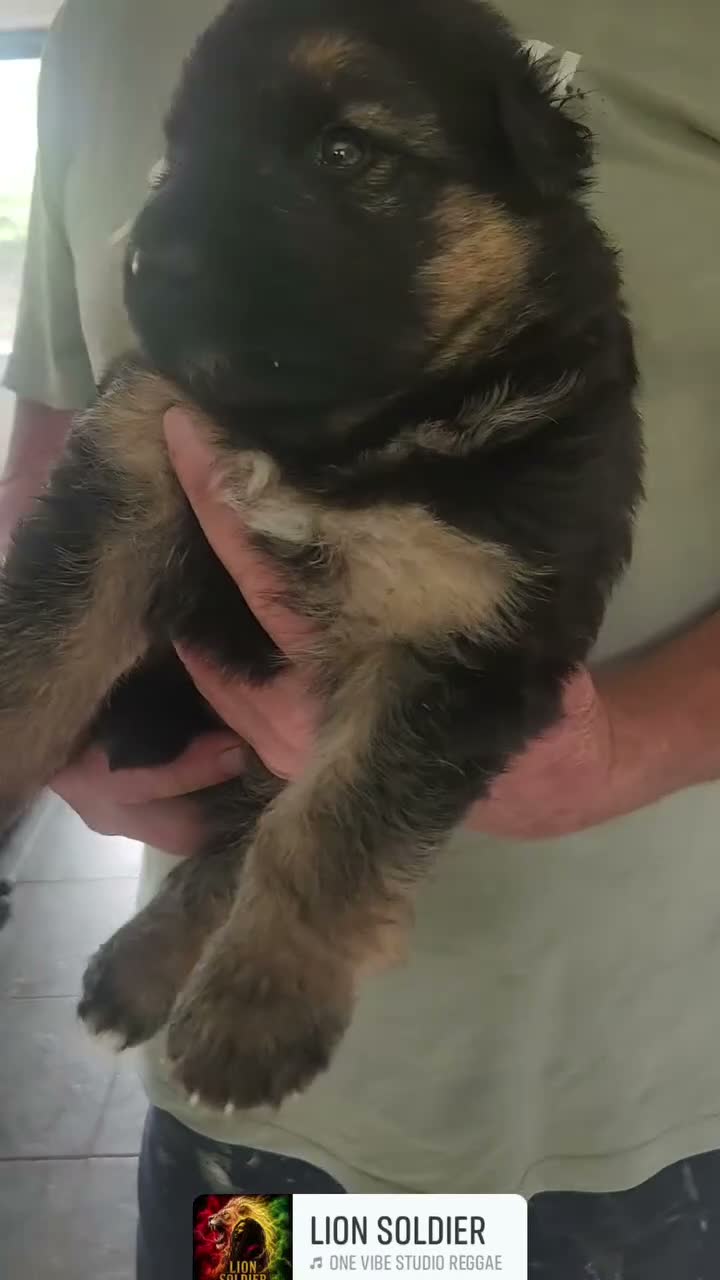German Shepherd dogs for sale: German shepherd puppys  in Saint Austell - Video 4