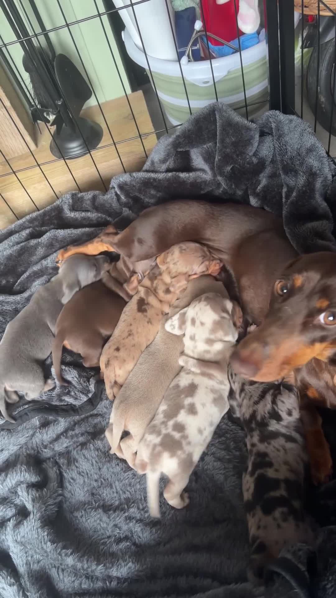 Miniature Dachshund dogs for sale: Miniature daschund puppies for sale - Video 2