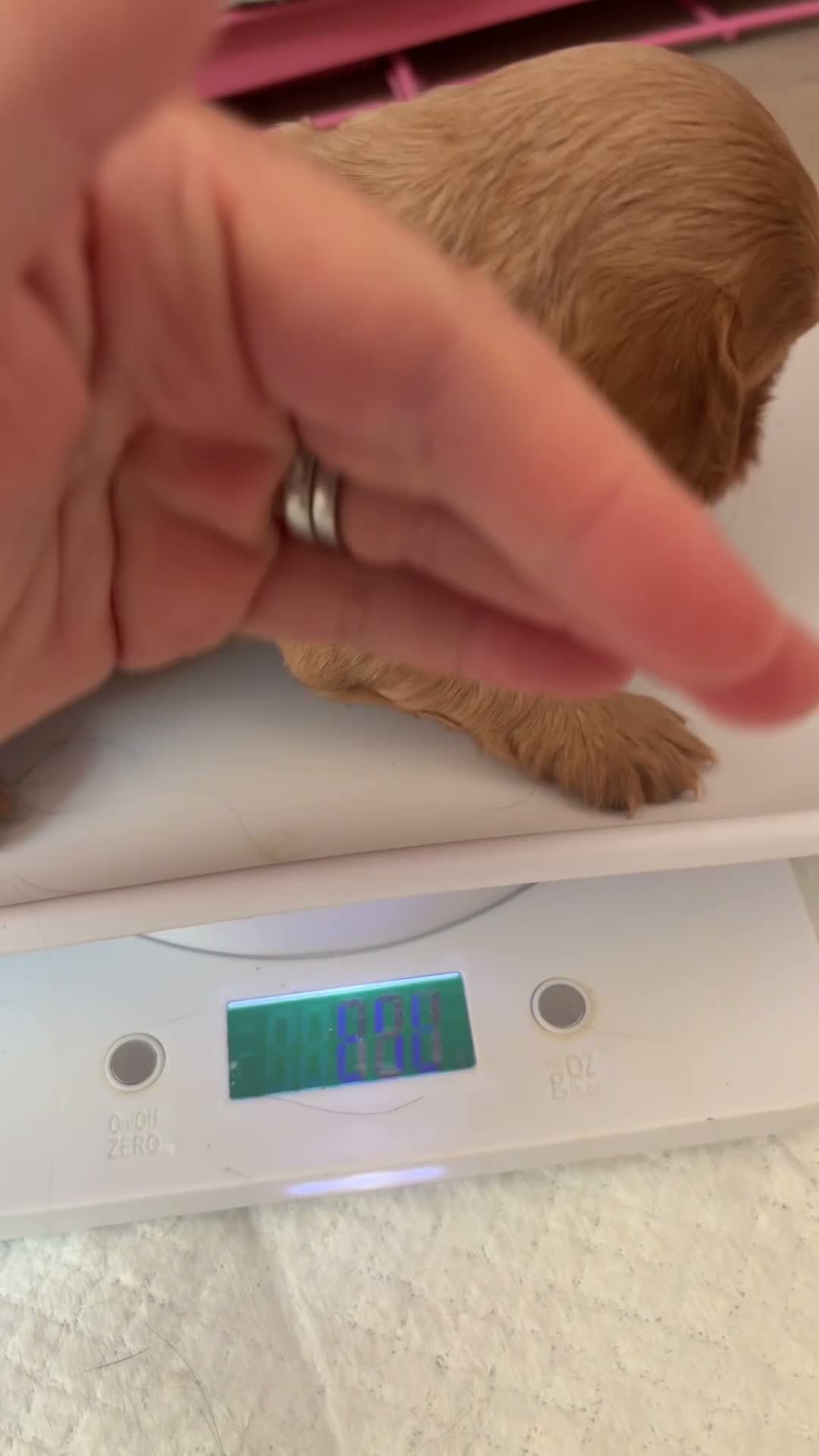 Cavalier King Charles Spaniel dogs for sale: 🧡One Ruby male KC & extensively Health tested - Video 3