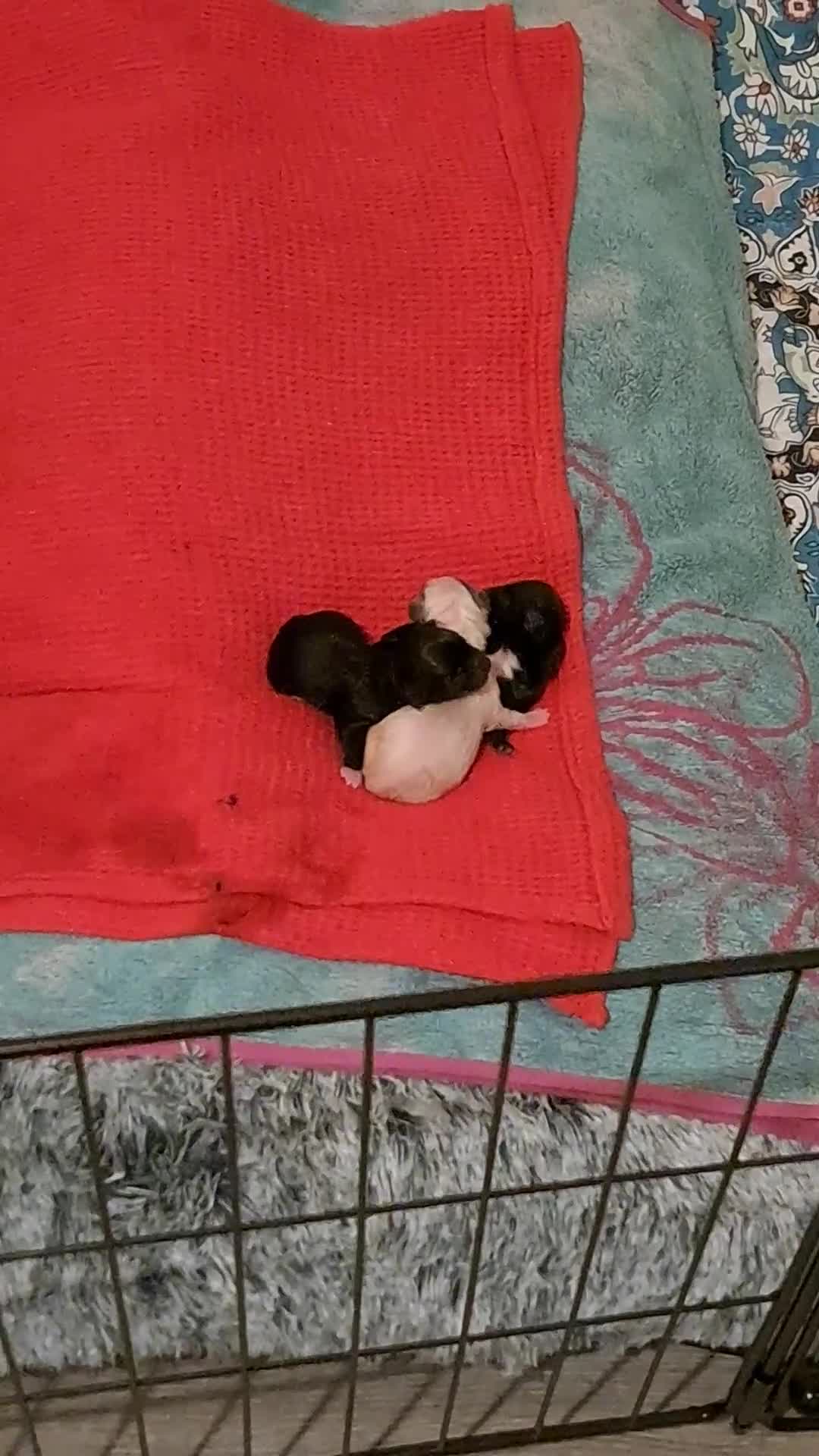 Mixed Breed dogs for sale: Miniature mix breed puppies  - Video 1