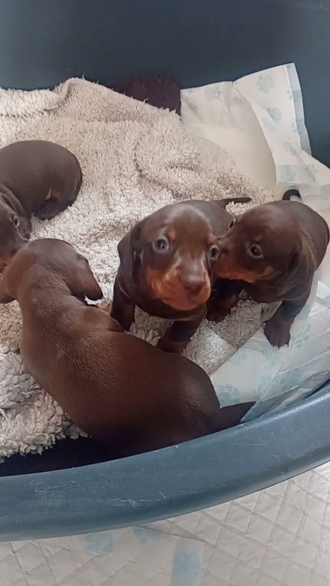 Miniature Dachshund dogs for sale: KC Miniature Dachshund Puppies for sale - Video 1