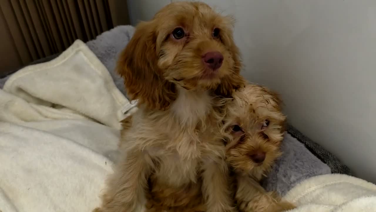 Cockapoo dogs for sale: COCKAPOO (£1200both) 9½ weeks old in Southend-on-Sea - Video 1