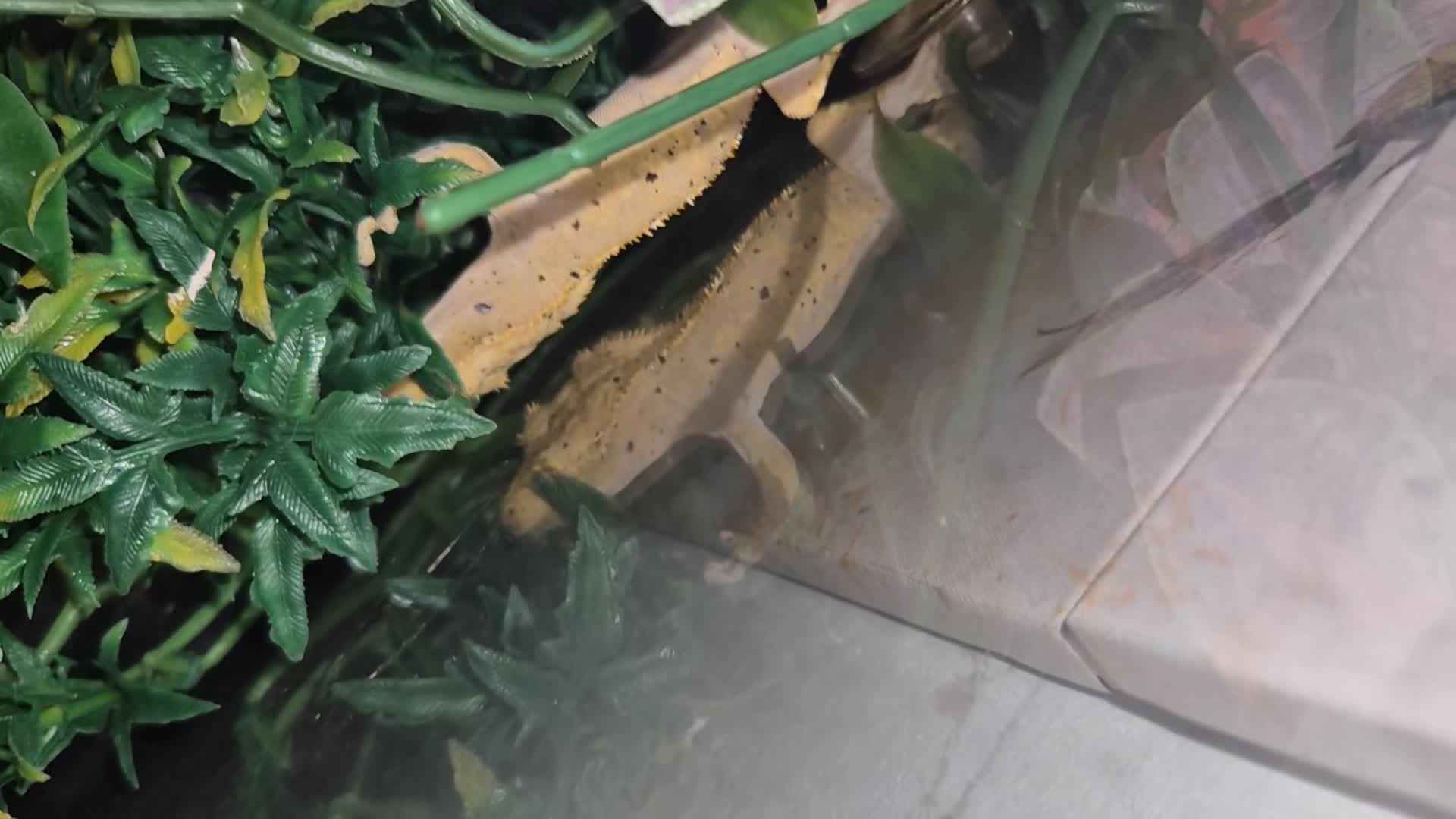 Gecko reptiles for sale: Crested gecko and full set up - Video 1