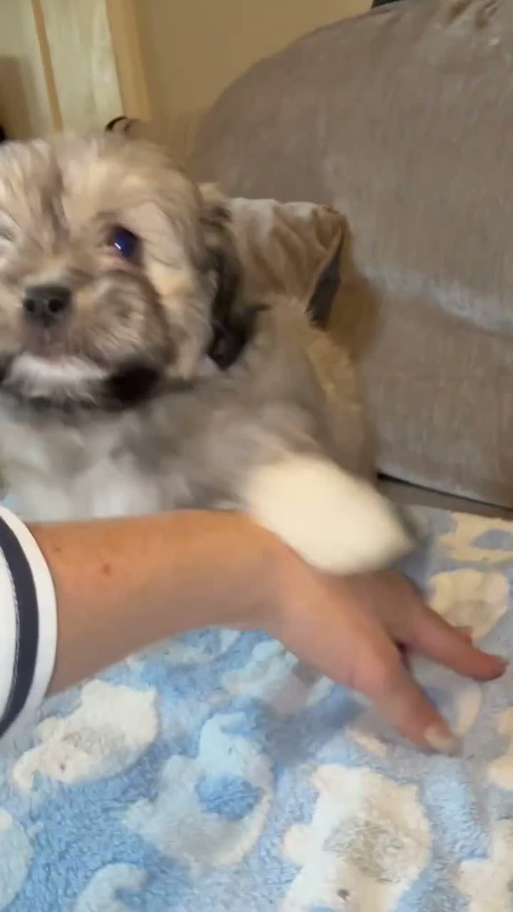 Mixed Breed dogs for sale: Two very Cute Peka-tease puppies  available ❤️ - Video 2