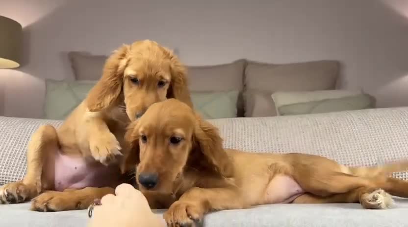 Goldendoodle dogs for sale: AVAILABLE PUPPIES ON OUR INSTAGRAM. TAKE A LOOK.  - Video 1