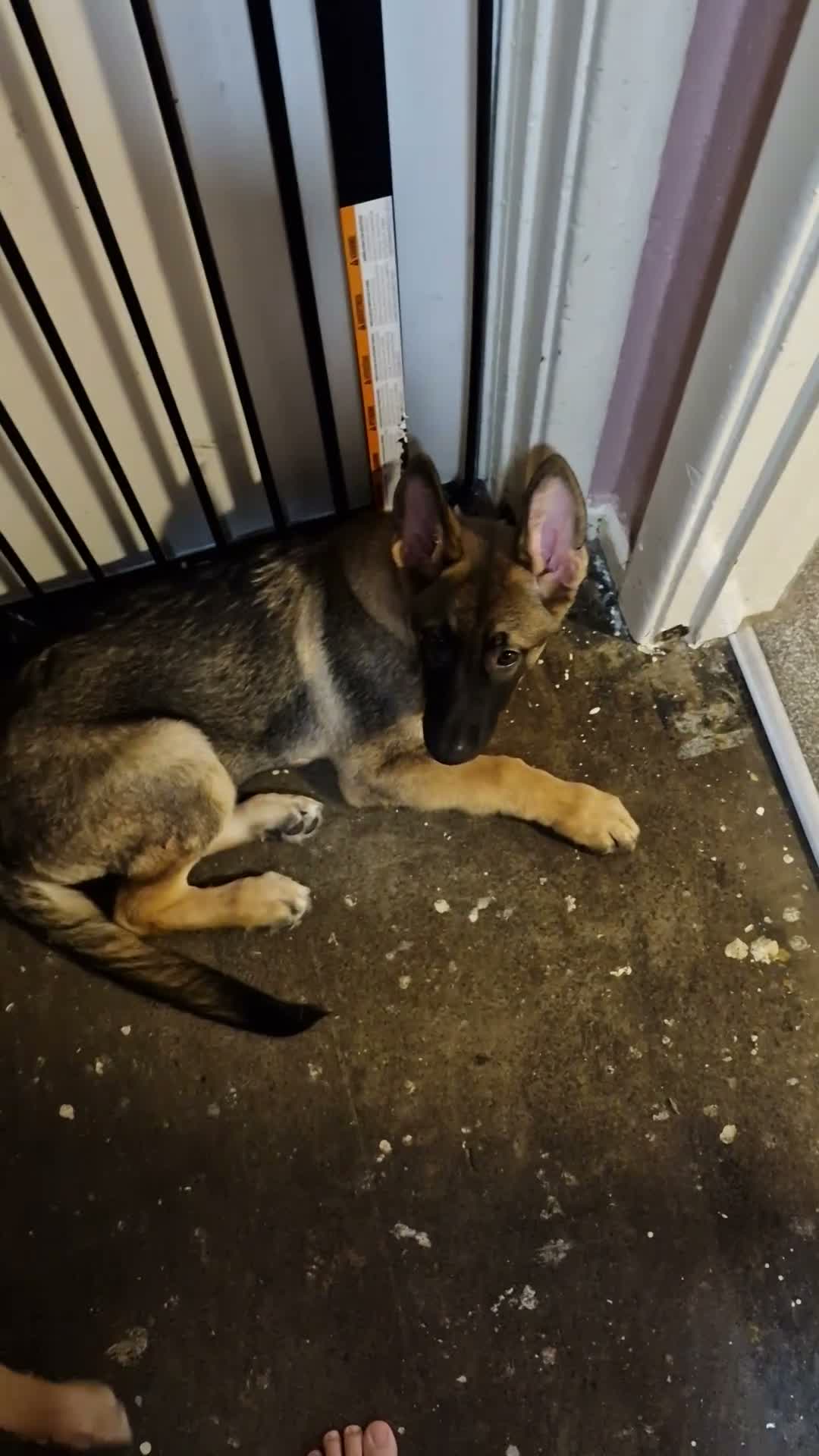 German Shepherd dogs for sale: 3month and 19 days girl puppy german shepherd - Video 1